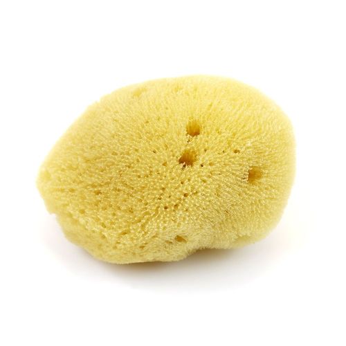 Image of Artists' Sponge