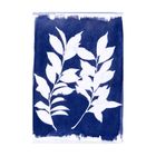 Thumbnail 7 of Jacquard Cyanotype Kit