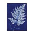 Thumbnail 4 of Jacquard Cyanotype Kit